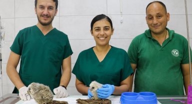 Yavru baykuşlar korumaya alındı