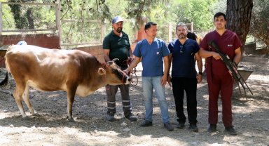 Antalya'da belediye bünyesinde 'Kurban Yakalama Timi' kuruldu