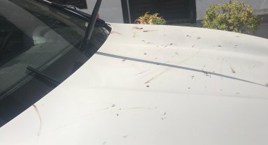 Finike'de belediye başkanının makam aracına zarar veren şüpheliye gözaltı