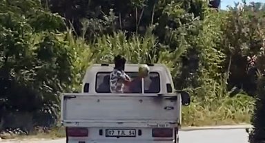 Hareket halindeki kamyonetten karpuzları yola fırlattı