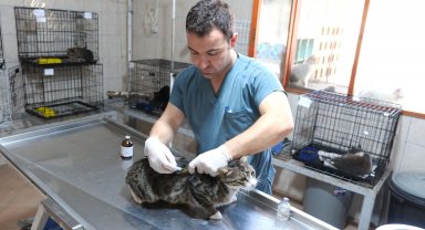 Kemer Belediyesi'nden can dostlara yardım eli