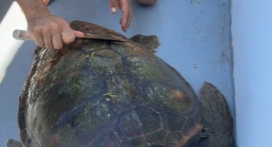 Misinaya dolanan deniz kaplumbağası kurtarıldı