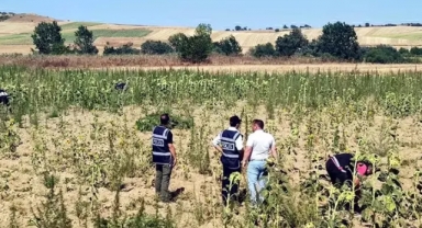 2 milyon 161 bin kök Hint keneviri ele geçirildi
