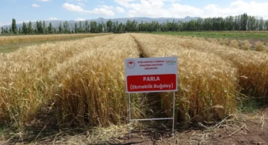 22 yılda geliştirilen 'Parla' buğday çeşidi yüz güldürdü