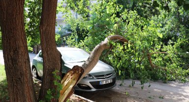 Ağaç, otomobilin üzerine devrildi