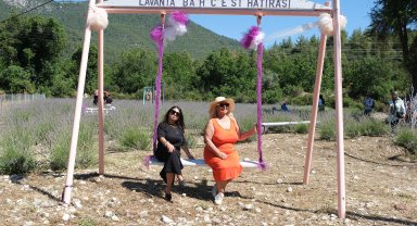 Kemer'de lavanta hasadı