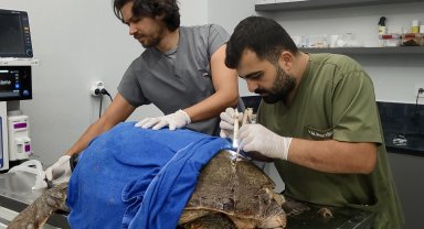 Yaralı caretta caretta tedavi edilip, denize bırakıldı