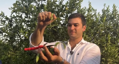 Bodrum'da yeşil mandalina hasadı