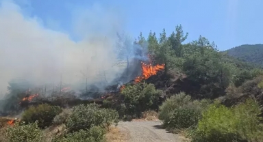 Hatay’da orman yangını