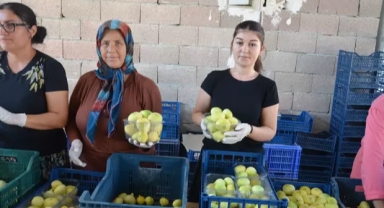 Mut incirinde altın yıl
