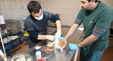 Temmuzda 175 hayvan kısırlaştırıldı