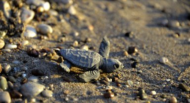 Yavru caretta caretta mevsimi