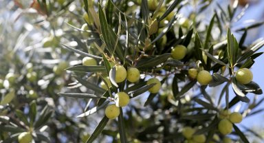 2 anıt zeytin ağacından 70 kilo rekolte beklentisi