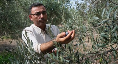 Alanya'da zeytin hasadı başladı