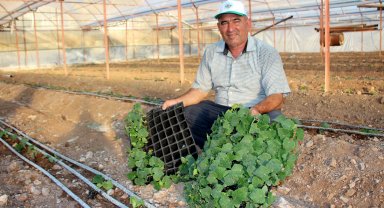 Kökce: Kumluca'da domates üretimi azaldı