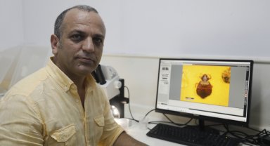 5 yıldızlı otellerde tahtakurusu alarmı; yumurtaları valizle taşınıyor