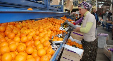 Finike portakalında taban fiyat uygulaması
