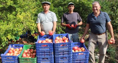 İklim değişikliği narda kaliteyi düşürdü