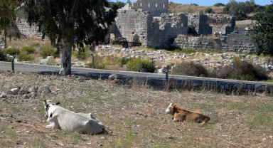 Patara'nın yollarında inek ve koyun zararı