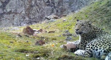Anadolu parsının DNA'sı için yeni proje