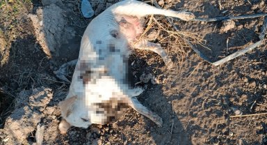 Antalya'da, boş arazide anne köpek ve 2 yavrusu tüfekle öldürülmüş halde bulundu