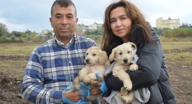 Öldürülen köpeğin bir yavrusu daha sağ bulundu