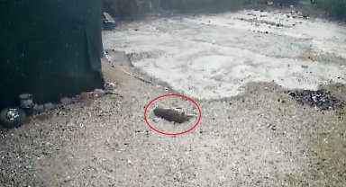 Otoparkta yatan köpeğini aracıyla ezen komşusundan şikayetçi oldu