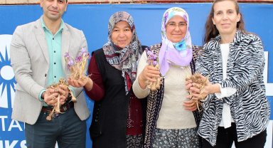 Elmalı'da safran soğanı dağıtımı yapıldı