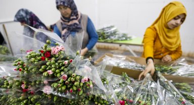 Kesme çiçek sektörünün 150 milyon dolarlık hedefi iklime takıldı
