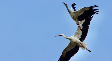 Kuşların göç yolları 'Kuş Hava Yolları' haritasında