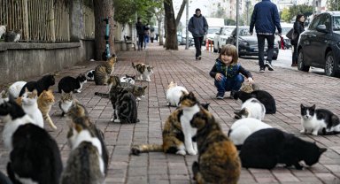 'Sokak hayvanlarına iyilik yapmak isterken kötülük yapmayalım'