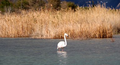 Kemer'de flamingo sürprizi