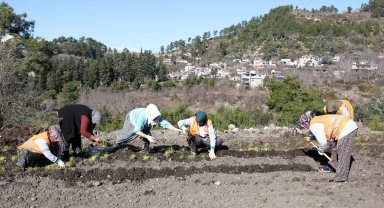 Safran ve salep fideleri Manavgat'ta toprakla buluştu