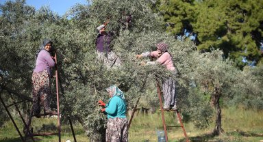 Zeytin ağacı kurak yazda strese girdi, yağ verimi ve kalitesi düştü