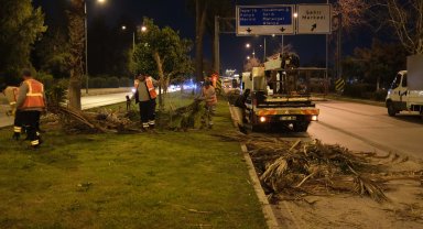 Büyükşehir'den gece budama çalışması