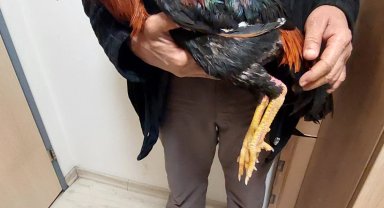 Horoz dövüştüren 4 kişiye 41 bin 540 TL ceza