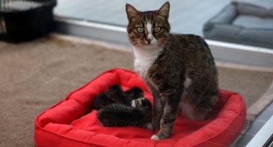 Petshop sahiplerine ücretsiz eğitim