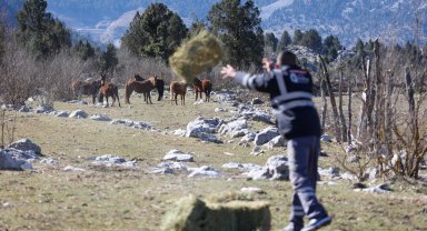 Yılkı atları için meraya saman bırakıldı