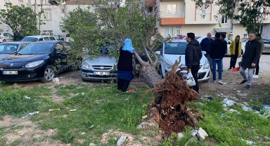 Şiddetli rüzgar ağaç devirdi