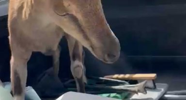 Bitkin halde buldukları dağ keçisini su ve yiyecek verip yeniden doğaya saldılar