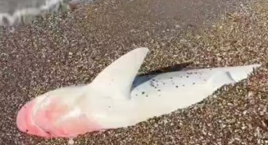 Köpek balığı ölüsü kıyıya vurdu