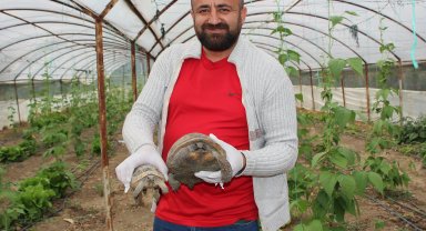 Serasına kaplumbağa dadandı