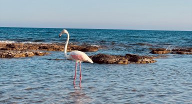 Sahildeki flamingo ilgi odağı oldu