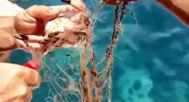 Antalya - Ağa takılan yengeçleri kurtardılar Video eklendi