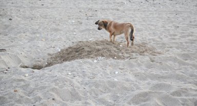 'Caretta yuvaları, para karşılığı turistlere açılıyor'