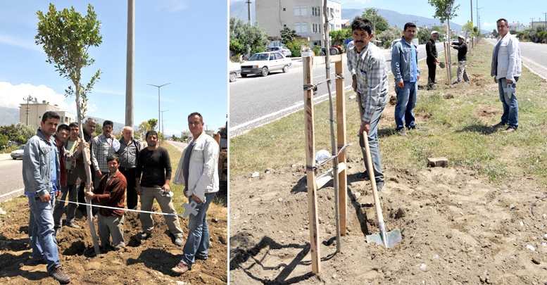 Ağaçlandırma seferberliği