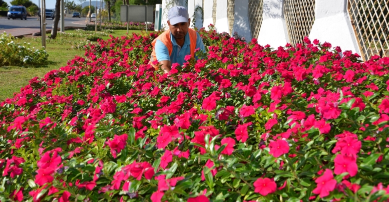 Alanya’ya 200 bin çiçek