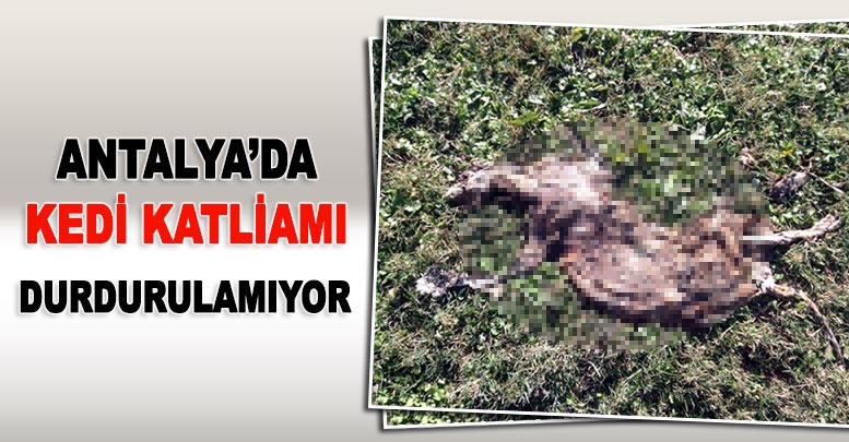 Antalya’da kedi katliamı durdurulamıyor