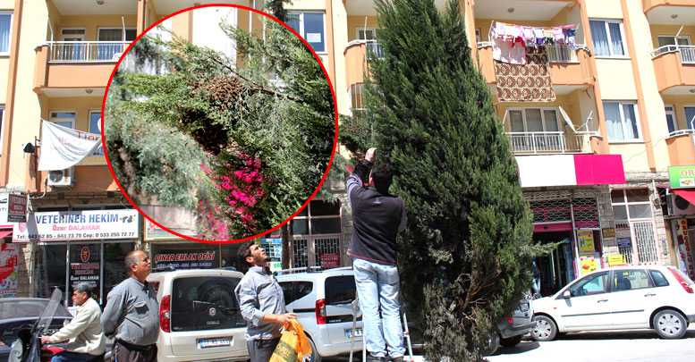 Arılar ağaç dalına oğul yaptı