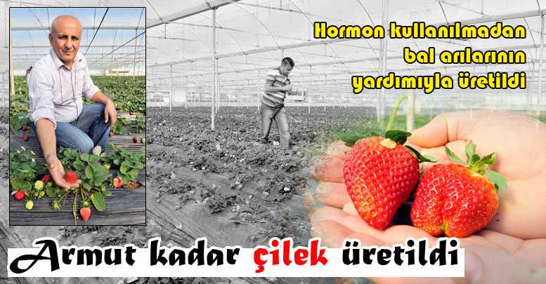 Armut kadar çilek üretildi